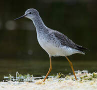 Lesser Yellowlegs