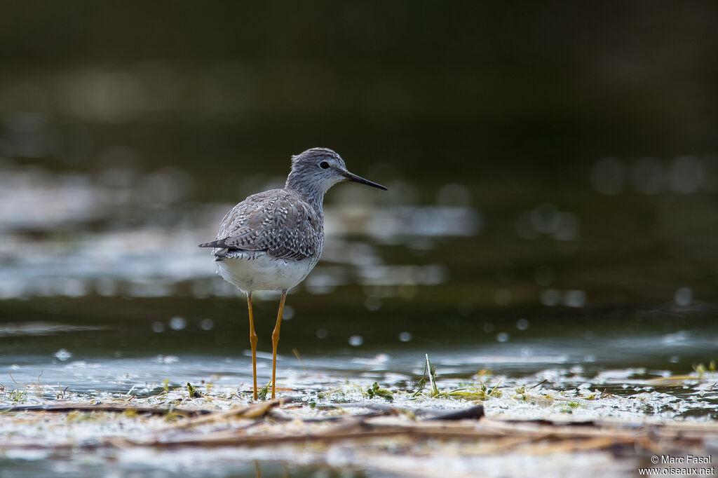 Lesser Yellowlegsadult, identification