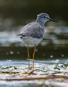 Lesser Yellowlegs