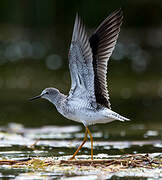 Lesser Yellowlegs