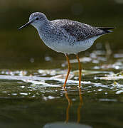 Lesser Yellowlegs