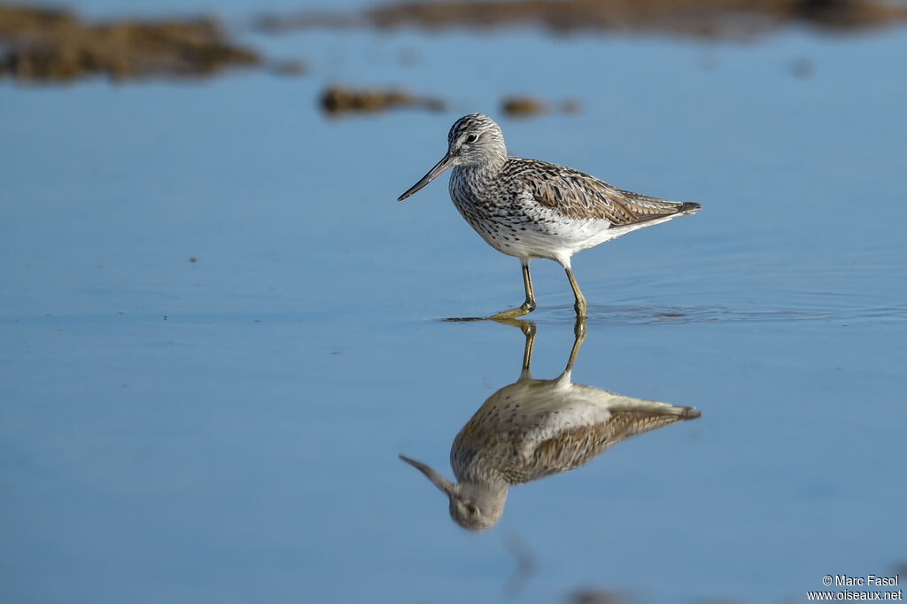 Common Greenshankadult breeding, identification, feeding habits