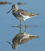 Common Greenshank