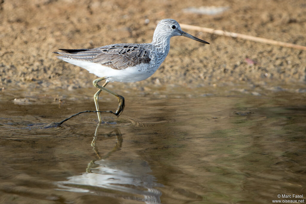 Chevalier aboyeuradulte, identification, marche, pêche/chasse