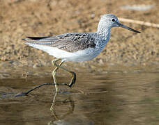 Common Greenshank