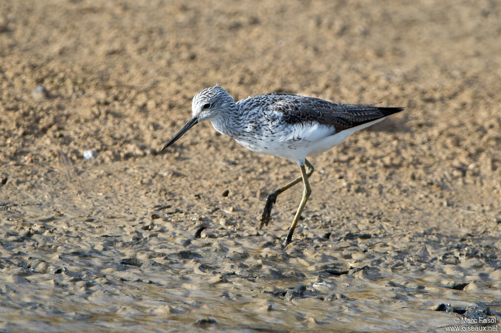 Common Greenshankadult, identification, walking, fishing/hunting