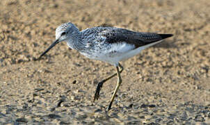 Common Greenshank