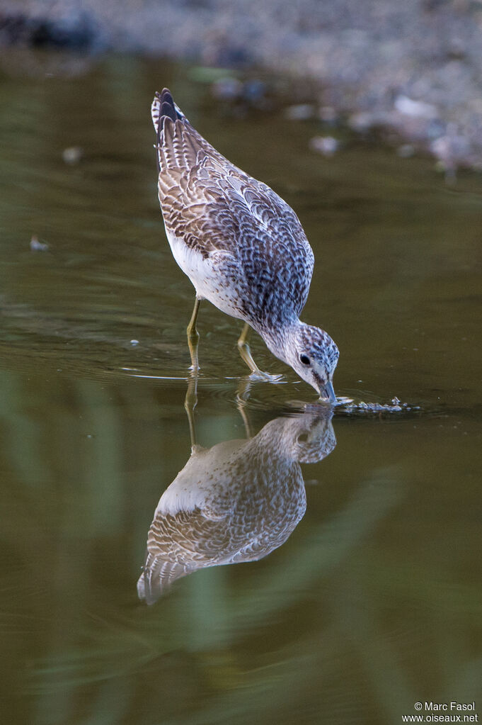 Common Greenshank, identification, fishing/hunting