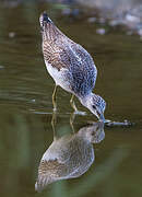 Common Greenshank