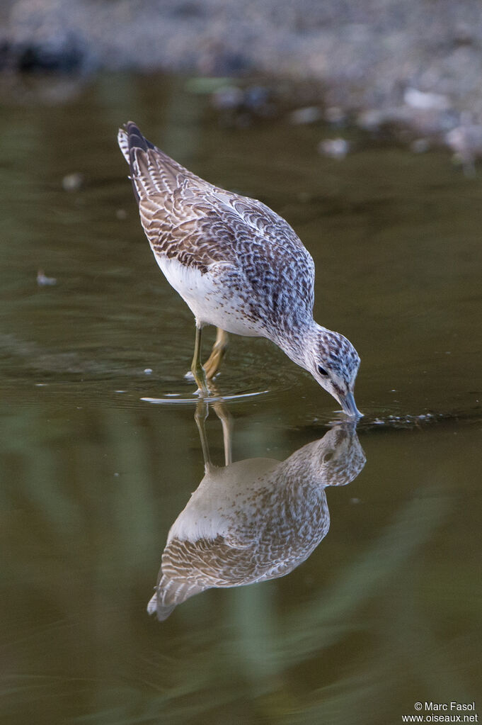 Common Greenshank, identification, walking, fishing/hunting