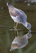 Common Greenshank