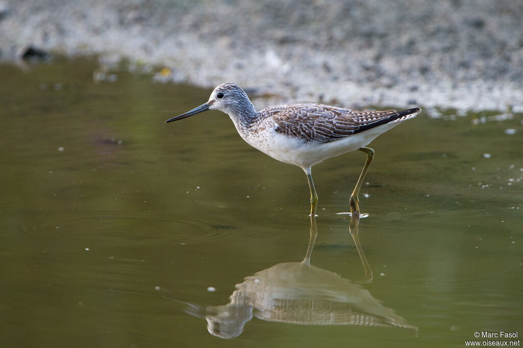 Common Greenshank, identification, walking