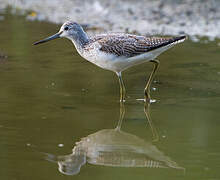 Common Greenshank