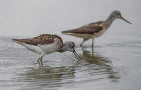 Common Greenshank