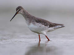 Spotted Redshank