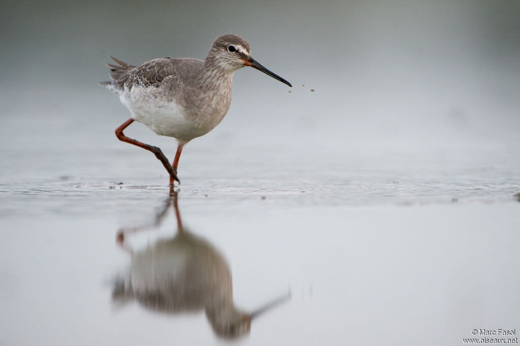 Spotted Redshankadult post breeding, identification, fishing/hunting