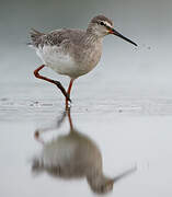 Spotted Redshank