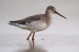 Spotted Redshank