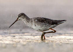 Spotted Redshank