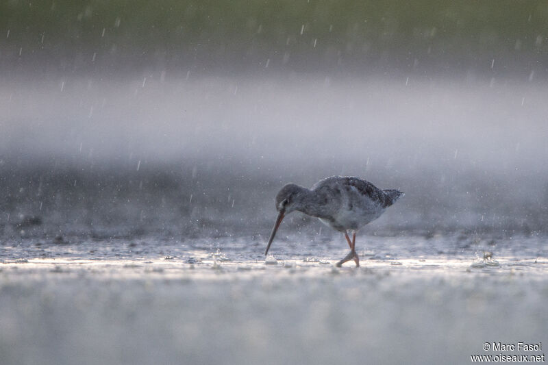 Spotted Redshank, identification, fishing/hunting