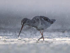 Spotted Redshank