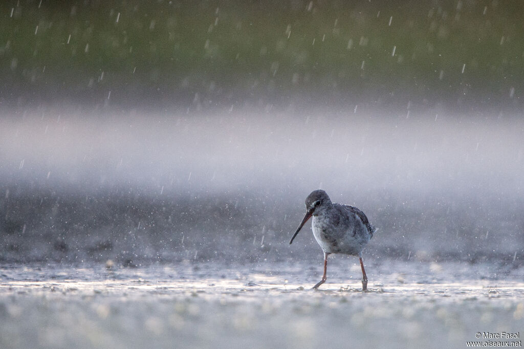 Spotted Redshank, identification, fishing/hunting