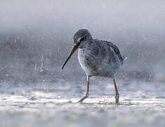 Spotted Redshank