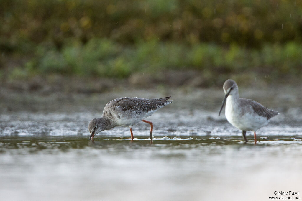 Spotted Redshank