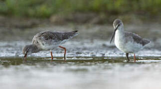 Spotted Redshank