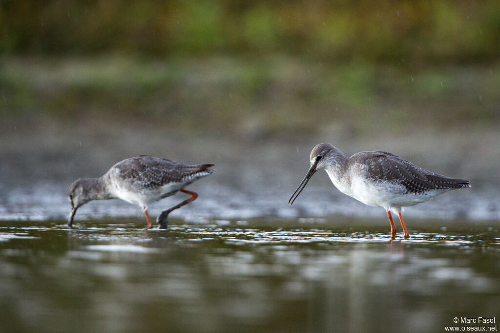 Spotted Redshank