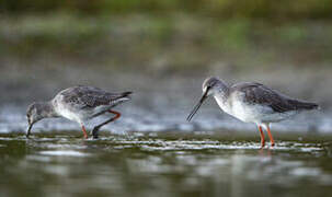 Spotted Redshank