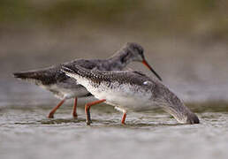 Spotted Redshank