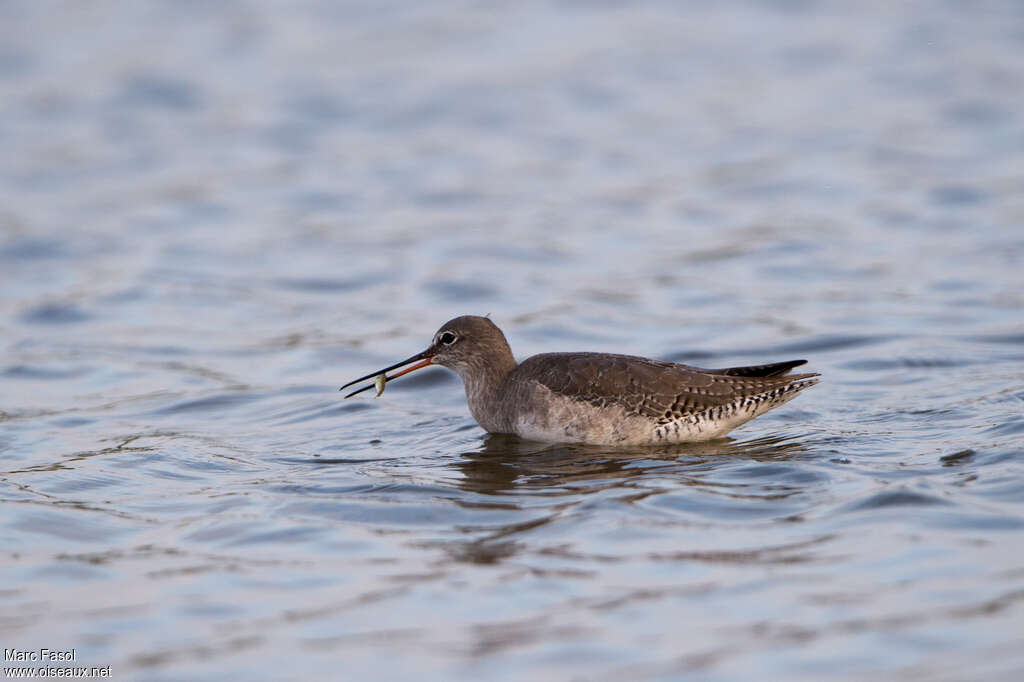 Chevalier arlequinadulte internuptial, habitat, nage, marche, régime, pêche/chasse, mange