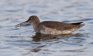 Spotted Redshank