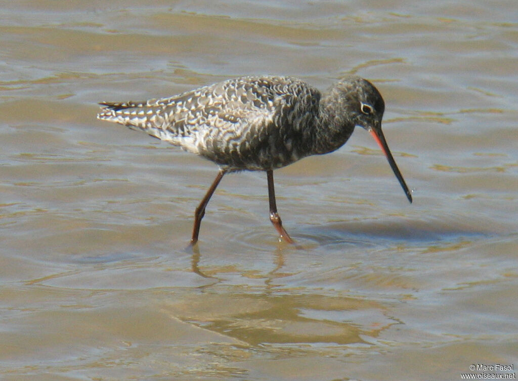 Spotted Redshankadult breeding, identification