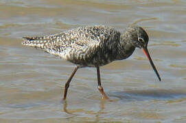 Spotted Redshank