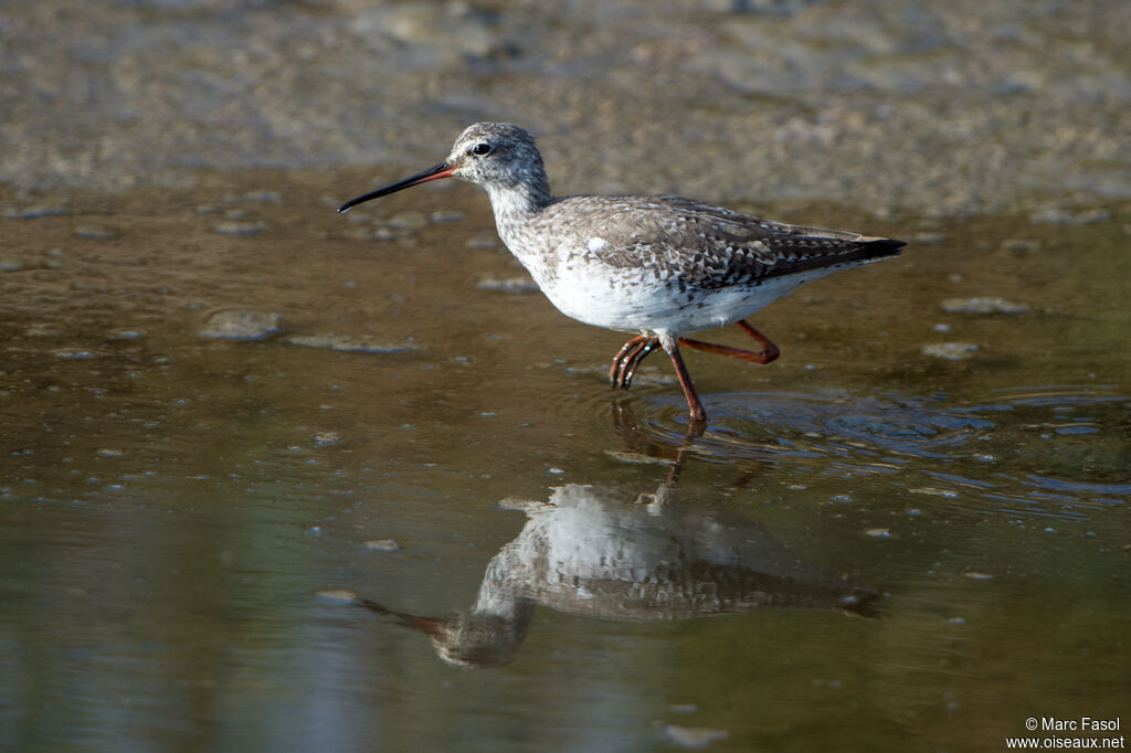 Spotted Redshankadult post breeding, walking, fishing/hunting