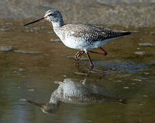 Spotted Redshank