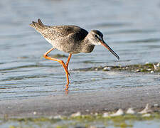 Spotted Redshank