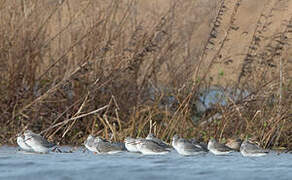 Spotted Redshank