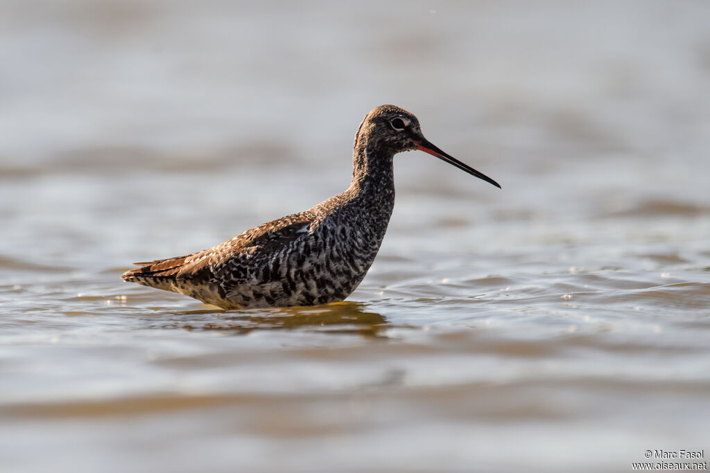 Spotted Redshankadult post breeding, identification