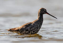 Spotted Redshank