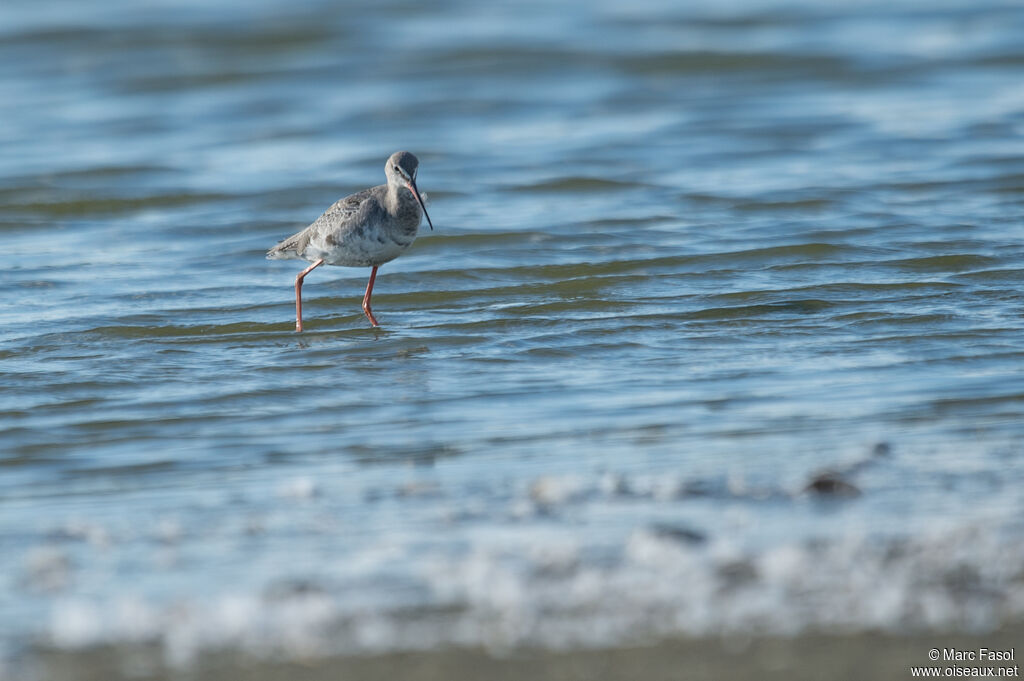 Spotted Redshankadult post breeding, identification