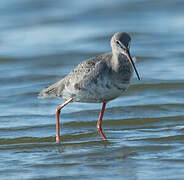 Spotted Redshank