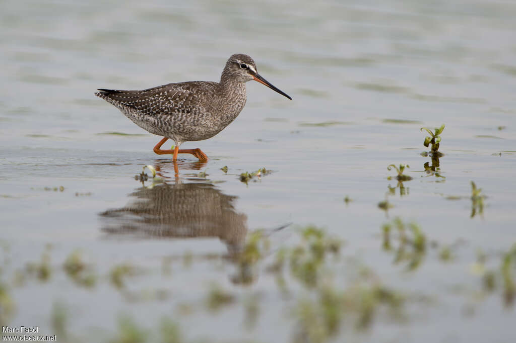 Chevalier arlequinjuvénile, identification