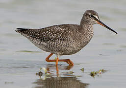 Spotted Redshank