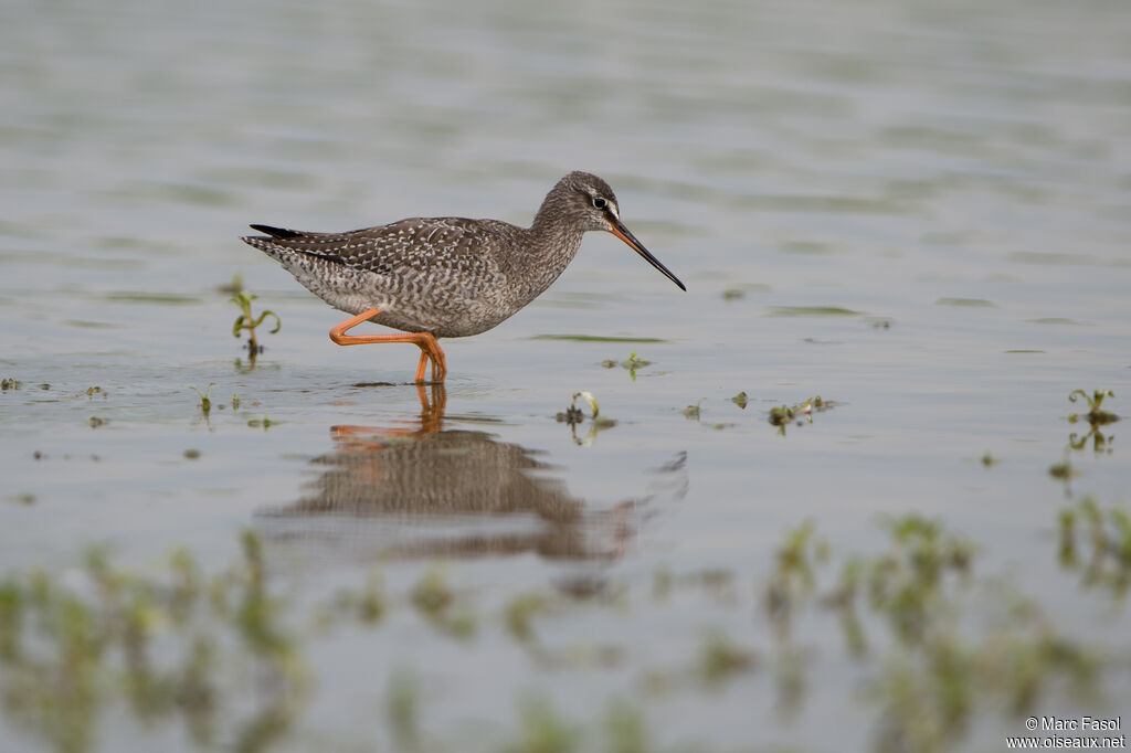 Spotted Redshankadult post breeding, identification, Behaviour