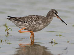 Spotted Redshank