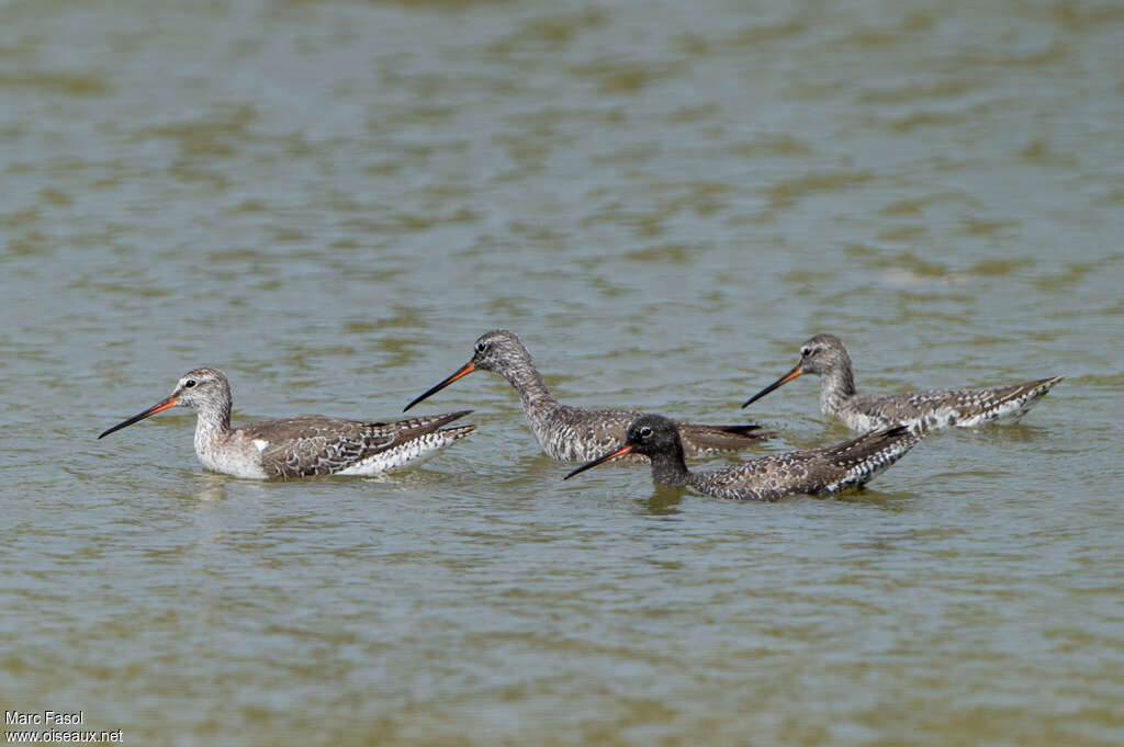 Spotted Redshankadult, moulting, pigmentation, swimming, fishing/hunting