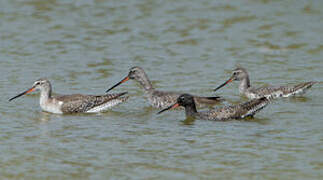 Spotted Redshank